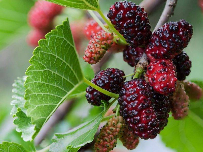 Шелковица купить саженцы из питомнике в Новотроицке