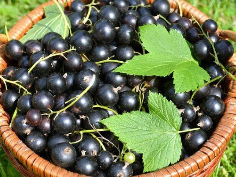 Смородина купить саженцы из питомника в Новотроицке