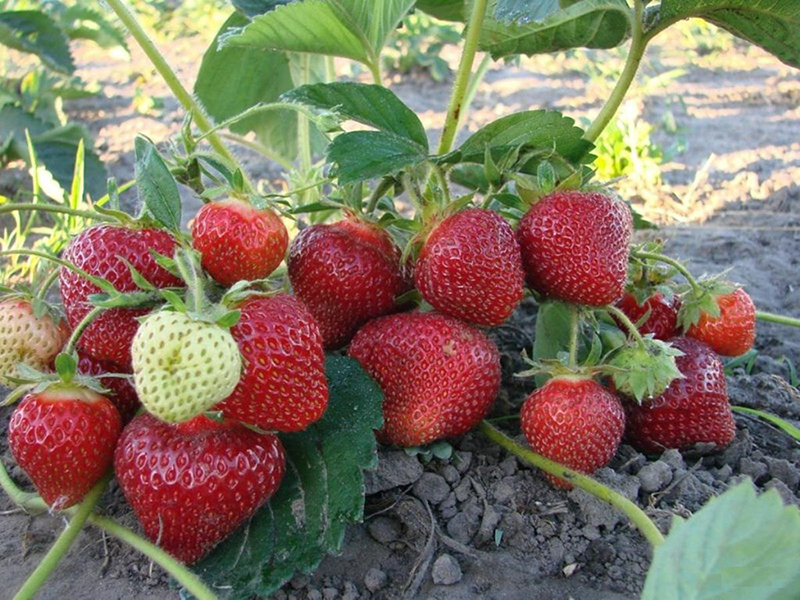 Клубника купить саженцы из питомника в Новотроицке