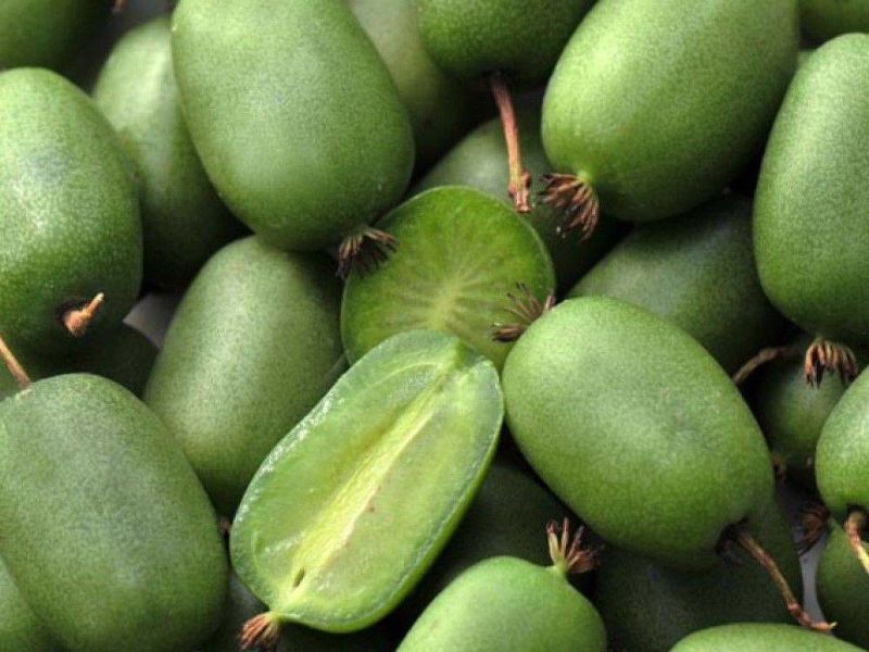 Актинидия купить саженцы из питомнике в Новотроицке