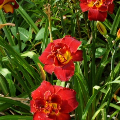Лилейник "ХАЙЛЕНД ЛОРД"