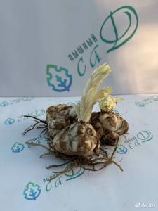 Лилия "БРАЙТ ДАЙМОНД" 3 штуки (размер 18/20)